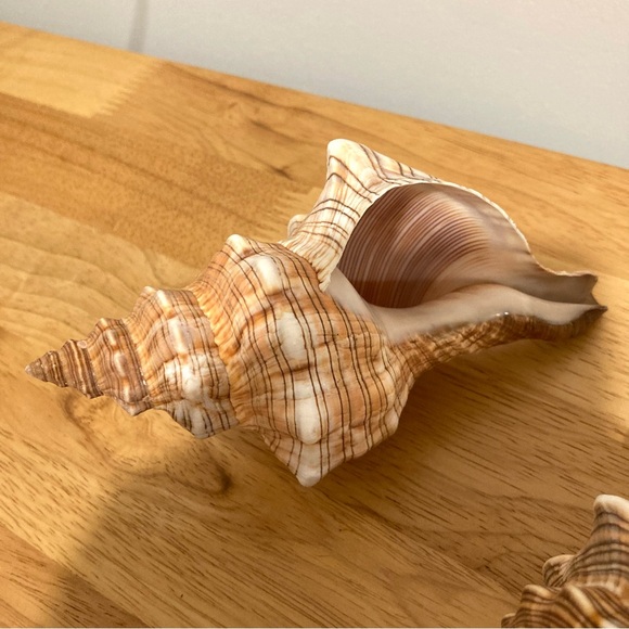 2 Shells Cream / Light Orange / Brown Neutral Decor Beach Shell - Picture 9 of 13